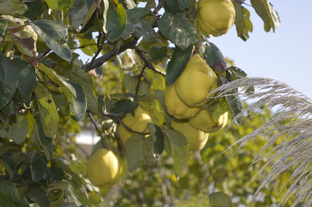 Bed & Breakfast Villa Lavanda Νότσι Εξωτερικό φωτογραφία
